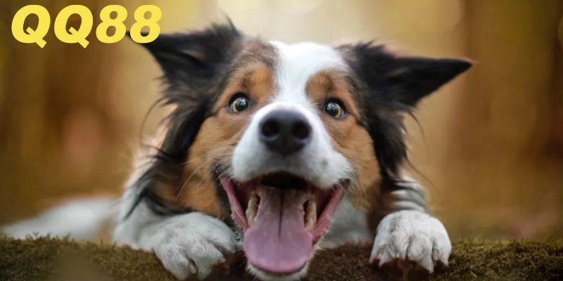 Chi tiết những ý nghĩa đặc biệt của giấc mơ này